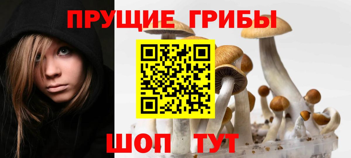 Галлюциногенные грибы Psilocybine cubensis  Вход с VPN  что такое наркотик  Канаш  Псилоцибиновые грибы мухоморы 